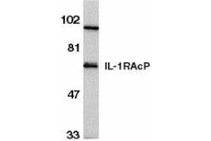 Western blot analysis of IL-1RAcP in HeLa whole cell lysate with AP30412PU-N IL-1RAcP antibody at 1/500 dilution.