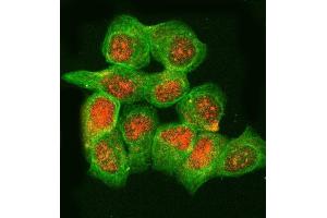 IF analysis of RNASEH2B using anti-RNASEH2B antibody (ABIN7601572) and anti-Tubulin Alpha antibody (ABIN7600339). (RNASEH2B anticorps  (AA 39-260))