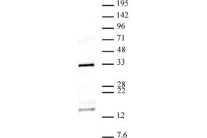 Histone H2AQ104me1 antibody (pAb) tested by Western blot. (Histone H2A anticorps  (meGln104))