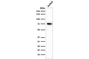 Western Blot Analysis of human Jurkat cell lysate.