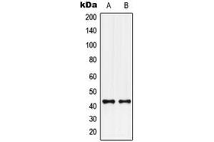 Western blot analysis of GPR132 expression in U251MG (A), U2OS (B) whole cell lysates. (G Protein-Coupled Receptor 132 anticorps  (C-Term))