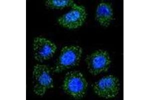 Confocal immunofluorescent analysis of ID1 / BHLHB24 Antibody (Center) Cat.