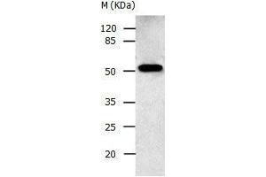 Gel: 10 % SDS-PAGE Lysate: 30 μg Human fetal brain tissue lysate Primary antibody: 1/500 dilution Secondary antibody: Donkey anti Rabbit IgG - H&L (HRP) at 1/3000 dilution Exposure time: 30 seconds (AAK1 anticorps  (N-Term))