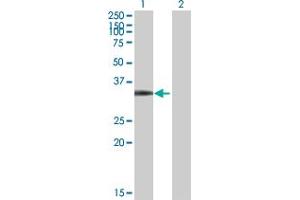 Western Blot analysis of CDK4 expression in transfected 293T cell line by CDK4 MaxPab polyclonal antibody.
