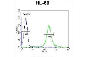 Flow cytometric analysis of HL-60 cells (right histogram) compared to a negative control cell (left histogram). (FKBPL anticorps  (C-Term))