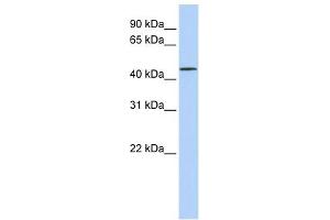 LRRC28 antibody used at 1 ug/ml to detect target protein. (LRRC28 anticorps  (N-Term))