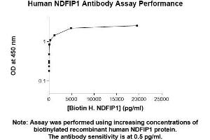 anti-Nedd4 Family Interacting Protein 1 (NDFIP1) (AA 1-116) antibody