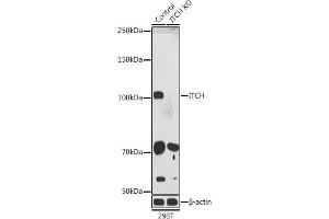 Western blot analysis of extracts from normal (control) and ITCH knockout (KO) 293T cells, using ITCH antibody (ABIN7268033) at 1:1000 dilution. (ITCH anticorps  (AA 50-150))