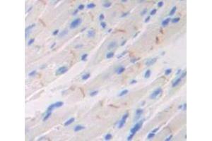 IHC-P analysis of Mouse Tissue, with DAB staining. (Neuropilin 1 anticorps  (AA 275-424))