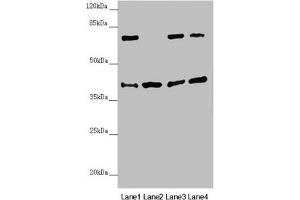 Western blot All lanes: DSN1 antibody at 2. (DSN1 anticorps  (AA 1-356))