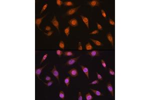 anti-MAD2 Mitotic Arrest Deficient-Like 2 (MAD2L2) (AA 1-211) antibody