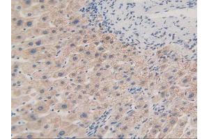 Figure. (MAPKAP Kinase 2 anticorps  (AA 139-367))