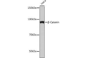 Western blot analysis of extracts of HeLa cells, using β-Catenin antibody (ABIN7266138) at 1:1000 dilution.
