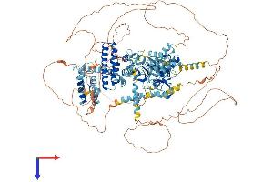 AlphaFold protein structure predicition of Mouse Recombinant Rfc1 Protein, UniprotID P35601