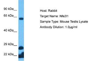 Host: Rabbit Target Name: NFE2L1 Sample Tissue: Mouse Testis Antibody Dilution: 1ug/ml (NFE2L1 anticorps  (C-Term))