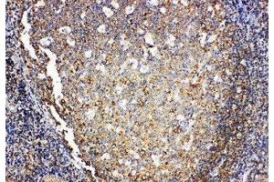 Anti-IL4 antibody, IHC(P) IHC(P): Human Tonsil Tissue