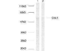 Western blot analysis of extracts using Chk1 (Ab-317) Antibody. (CHEK1 anticorps  (pSer317))