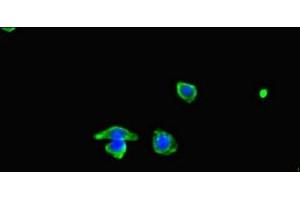 Immunofluorescent analysis of HepG2 cells using ABIN7160576 at dilution of 1:100 and Alexa Fluor 488-congugated AffiniPure Goat Anti-Rabbit IgG(H+L) (MYH3 anticorps  (AA 1-217))