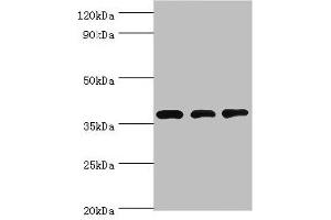 Western blot All lanes: STRAP antibody at 8 μg/mL Lane 1: HepG2 whole cell lysate Lane 2: Hela whole cell lysate Lane 3: Mouse brain tissue Secondary Goat polyclonal to rabbit IgG at 1/10000 dilution Predicted band size: 39, 40 kDa Observed band size: 39 kDa (STRAP anticorps  (AA 1-350))