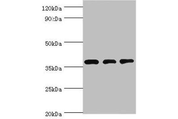 STRAP antibody  (AA 1-350)