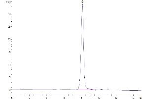 The purity of Biotinylated Human SIRP alpha V5 is greater than 95 % as determined by SEC-HPLC.