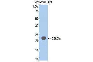 Western Blotting (WB) image for anti-Sialic Acid Binding Ig-Like Lectin 5 (SIGLEC5) (AA 18-135) antibody (ABIN1860554) (SIGLEC5 anticorps  (AA 18-135))