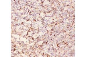 IHC-P: CD43 antibody testing of human tonsil tissue (CD43 anticorps  (AA 272-400))