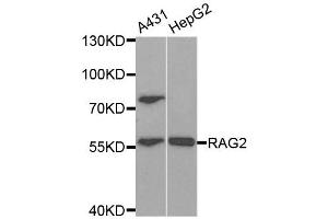 Western Blotting (WB) image for anti-Recombination Activating Gene 2 (RAG2) antibody (ABIN1876827) (RAG2 anticorps)