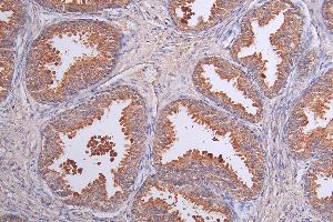 Immunohistochemistry of paraffin-embedded human kidney tissue using ABIN7158090 at dilution of 1:100
