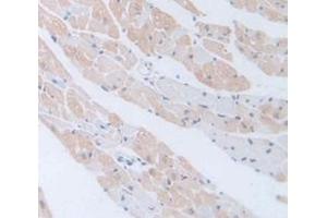 IHC-P analysis of Mouse Tissue, with DAB staining. (Laminin anticorps  (AA 2901-3106))
