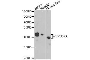 Western blot analysis of extracts of various cell lines, using VPS37A antibody. (VPS37A anticorps)