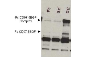 Image no. 1 for anti-CD97 (CD97) (AA 1-512), (Extracellular Domain), (N-Term) antibody (ABIN401030) (CD97 anticorps  (Extracellular Domain, N-Term))