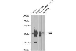 Western blot analysis of extracts of various cell lines, using SGCB antibody (ABIN6131899, ABIN6147697, ABIN6147698 and ABIN6222738) at 1:1000 dilution. (SGCB anticorps  (AA 94-318))