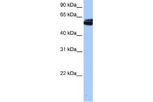 WB Suggested Anti-NOVA1 Antibody Titration:  0. (NOVA1 anticorps  (C-Term))