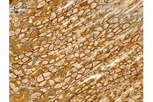 ABIN6262480 and ABIN6273050 at 1/100 staining Mouse stomach tissue by IHC-P. (IFT52 anticorps  (Internal Region))