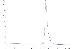 The purity of Cynomolgus IL-1 alpha is greater than 95 % as determined by SEC-HPLC.