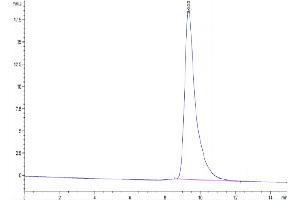 The purity of Cynomolgus IL-1 alpha is greater than 95 % as determined by SEC-HPLC. (IL1A Protein (AA 113-271) (His tag))