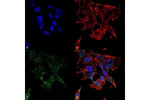 Immunocytochemistry/Immunofluorescence analysis using Mouse Anti-Protocadherin Gamma (pan) Monoclonal Antibody, Clone S159-5 . (Protocadherin gamma anticorps  (AA 808-931))