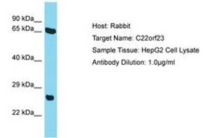 Image no. 1 for anti-Chromosome 22 Open Reading Frame 23 (C22ORF23) (AA 87-136) antibody (ABIN6750702) (C22orf23 anticorps  (AA 87-136))