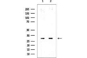 Western blot analysis of lysates from various samples, using RPL7 Mouse Monoclonal Antibody at 1/1000 dilution.
