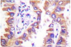 Image no. 1 for anti-Calnexin (CANX) antibody (ABIN271924) (Calnexin anticorps)