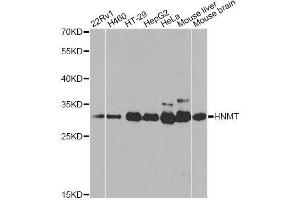 Western blot analysis of extracts of various cell lines, using HNMT antibody. (HNMT anticorps  (AA 1-292))