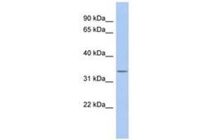 Image no. 1 for anti-Outer Dense Fiber of Sperm Tails 4 (ODF4) (N-Term) antibody (ABIN6743718) (ODF4 anticorps  (N-Term))