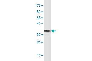Western Blot detection against Immunogen (36. (DR3/LARD anticorps  (AA 28-124))