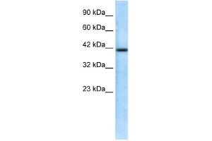 WB Suggested Anti-CHRFAM7A Antibody Titration:  0. (CHRFAM7A anticorps  (N-Term))