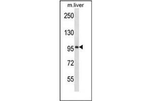 Western blot analysis of ESPNL Antibody (C-term) in mouse liver tissue lysates (35ug/lane). (ESPNL anticorps  (C-Term))