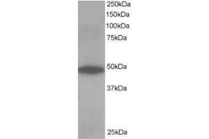 Image no. 1 for anti-Oxysterol Binding Protein-Like 1A (OSBPL1A) (C-Term) antibody (ABIN374375) (OSBPL1A anticorps  (C-Term))