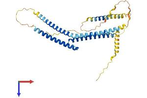 AlphaFold protein structure predicition of Human Recombinant TFAP4 Protein, UniprotID Q01664