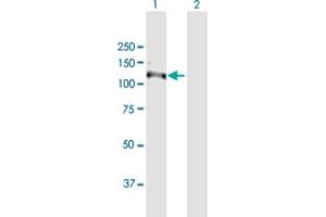 Western Blot analysis of RNF111 expression in transfected 293T cell line by RNF111 MaxPab polyclonal antibody.