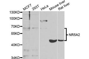 Western blot analysis of extracts of various cell lines, using NR5A2 antibody. (NR5A2 + LRH1 anticorps)